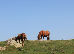  Animaux chevaux en liberté