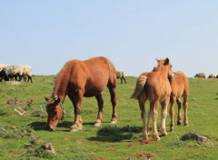  Animaux chevaux en liberté