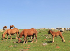  Animaux chevaux en liberté