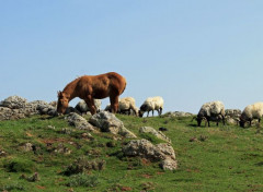  Animaux chevaux en liberté