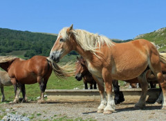  Animals chevaux en liberté