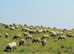  Animals brebis du pays basque