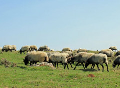  Animaux brebis du pays basque