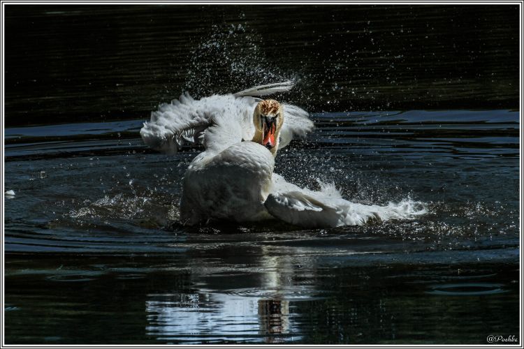 Wallpapers Animals Birds - Swans Wallpaper N454422