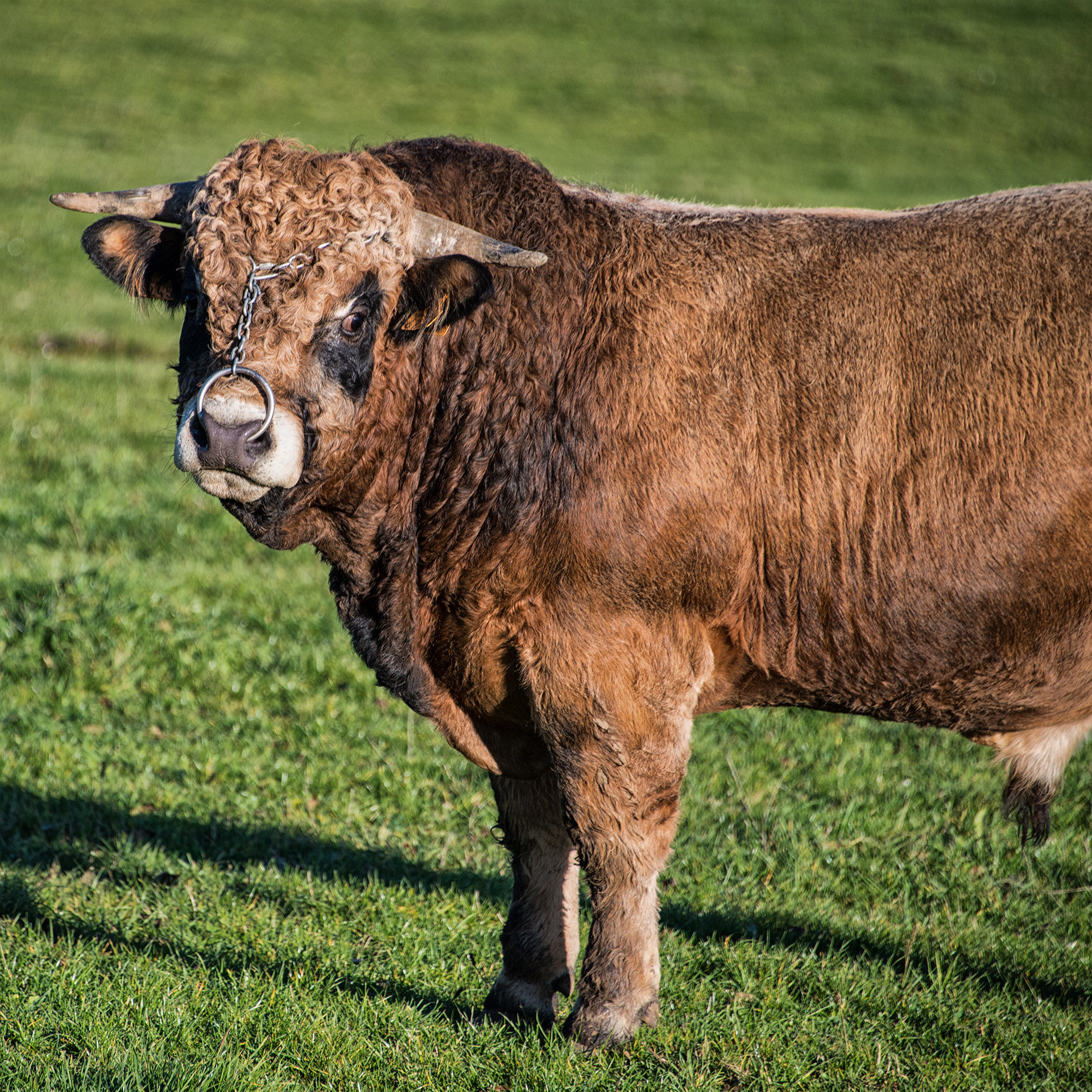 Wallpapers Animals Cows - Bulls - Beef Belle bête