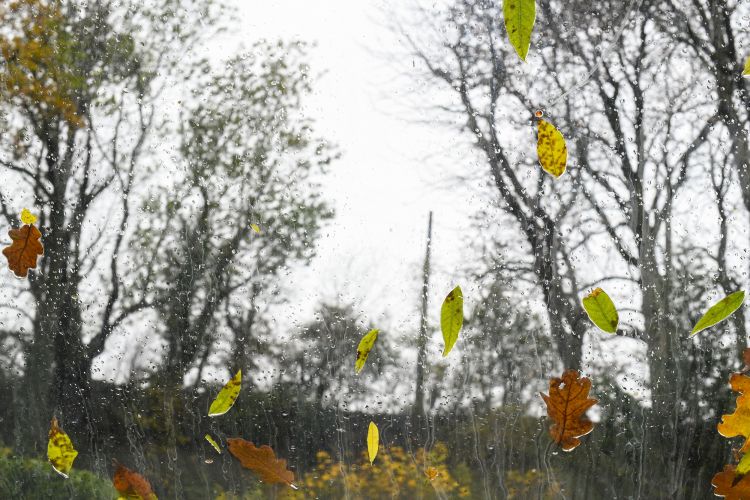 Fonds d'cran Nature Arbres - Forts Automne