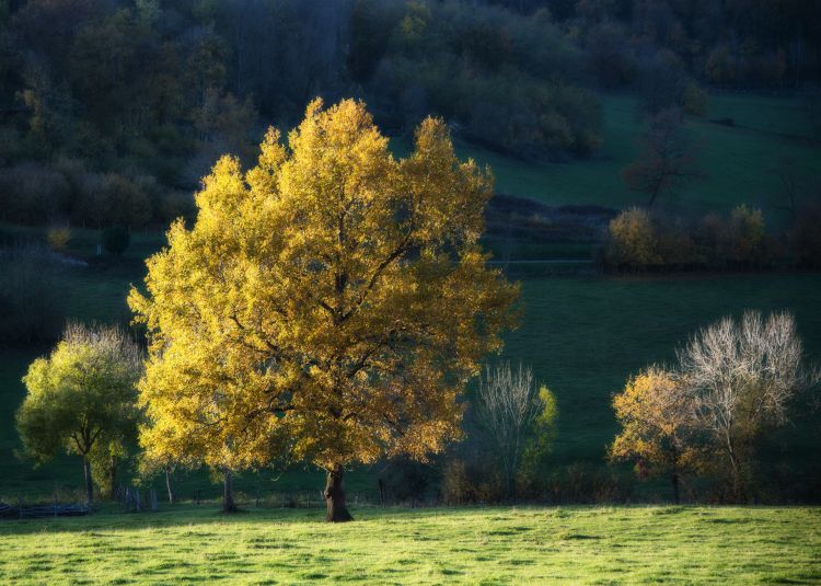 Fonds d'cran Nature Arbres - Forts Belle bte