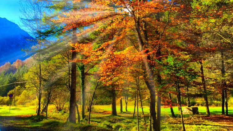 Wallpapers Nature Trees - Forests Bosco