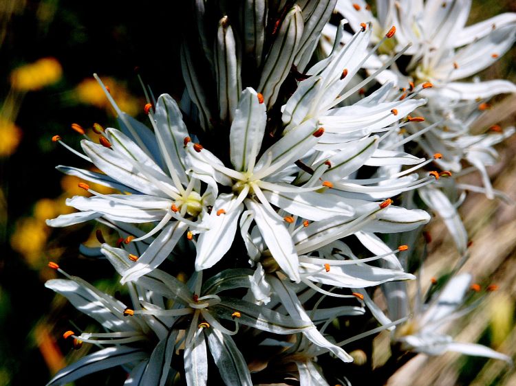 Wallpapers Nature Flowers Dans les alpages...