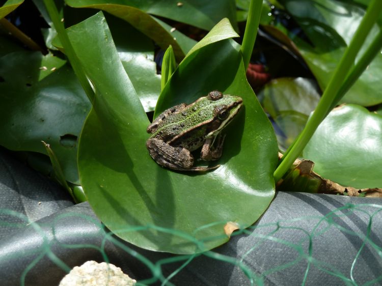 Wallpapers Animals Frogs - Toads Croa croa.......