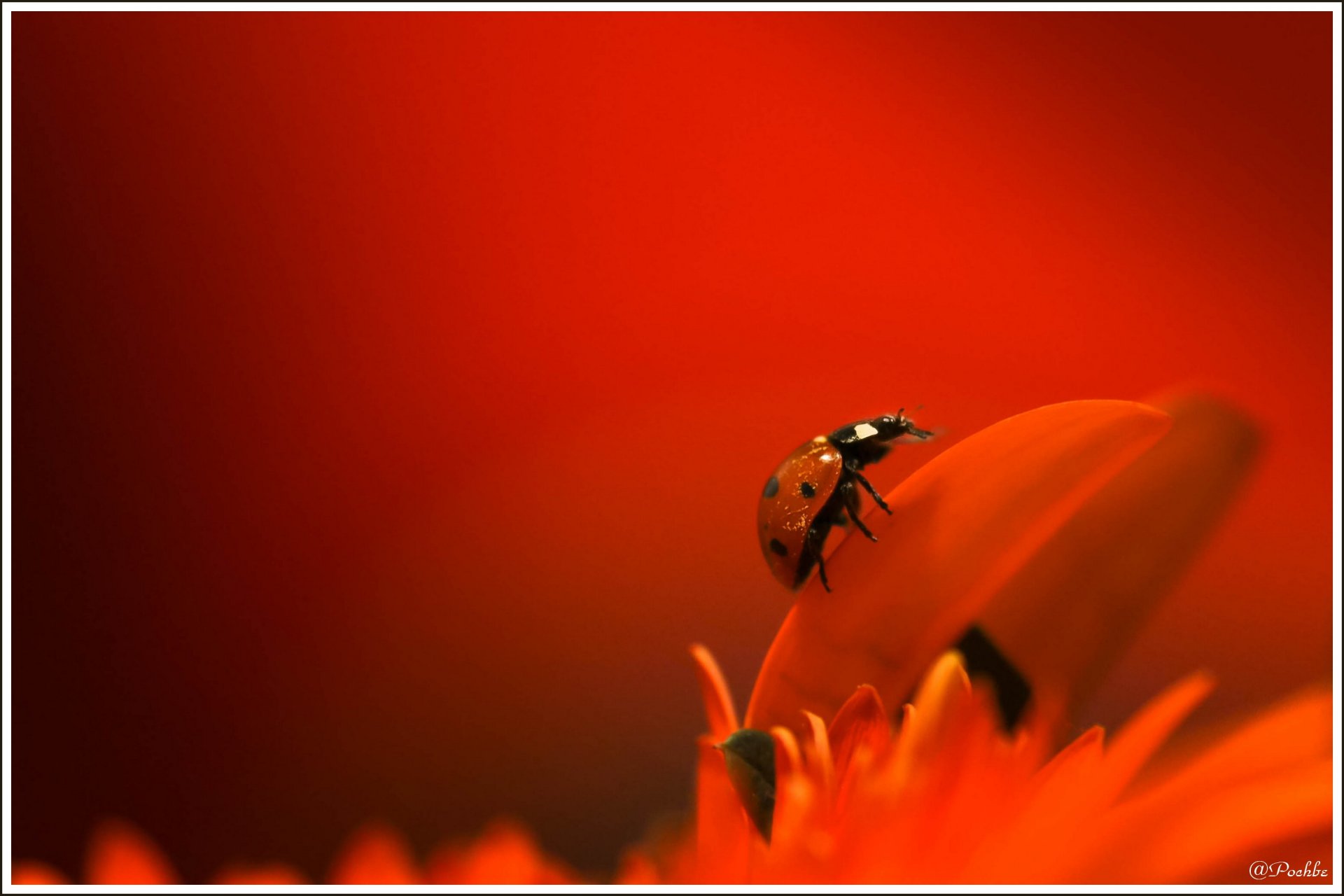 Fonds d'cran Animaux Insectes - Coccinelles 