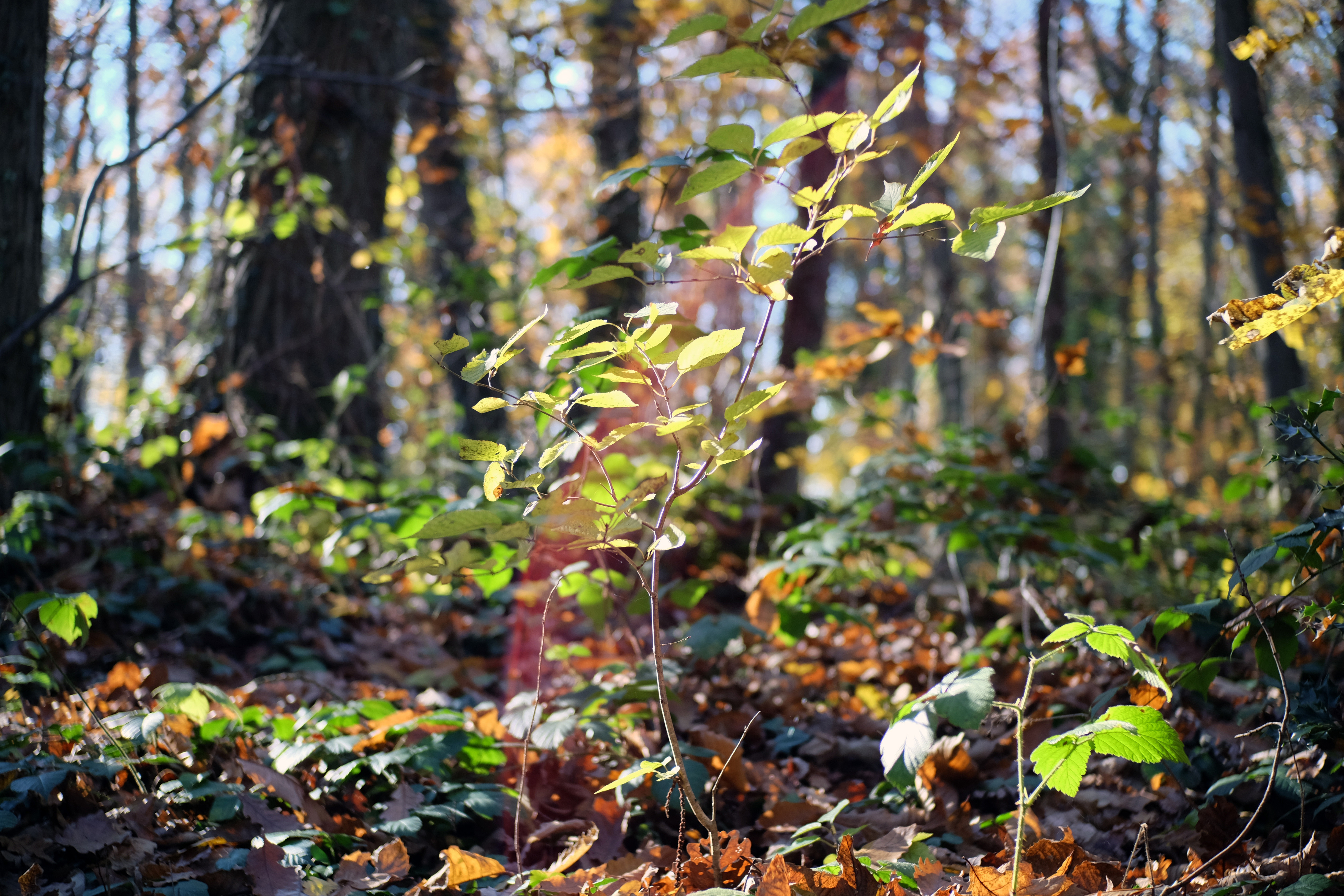 Wallpapers Nature Trees - Forests 