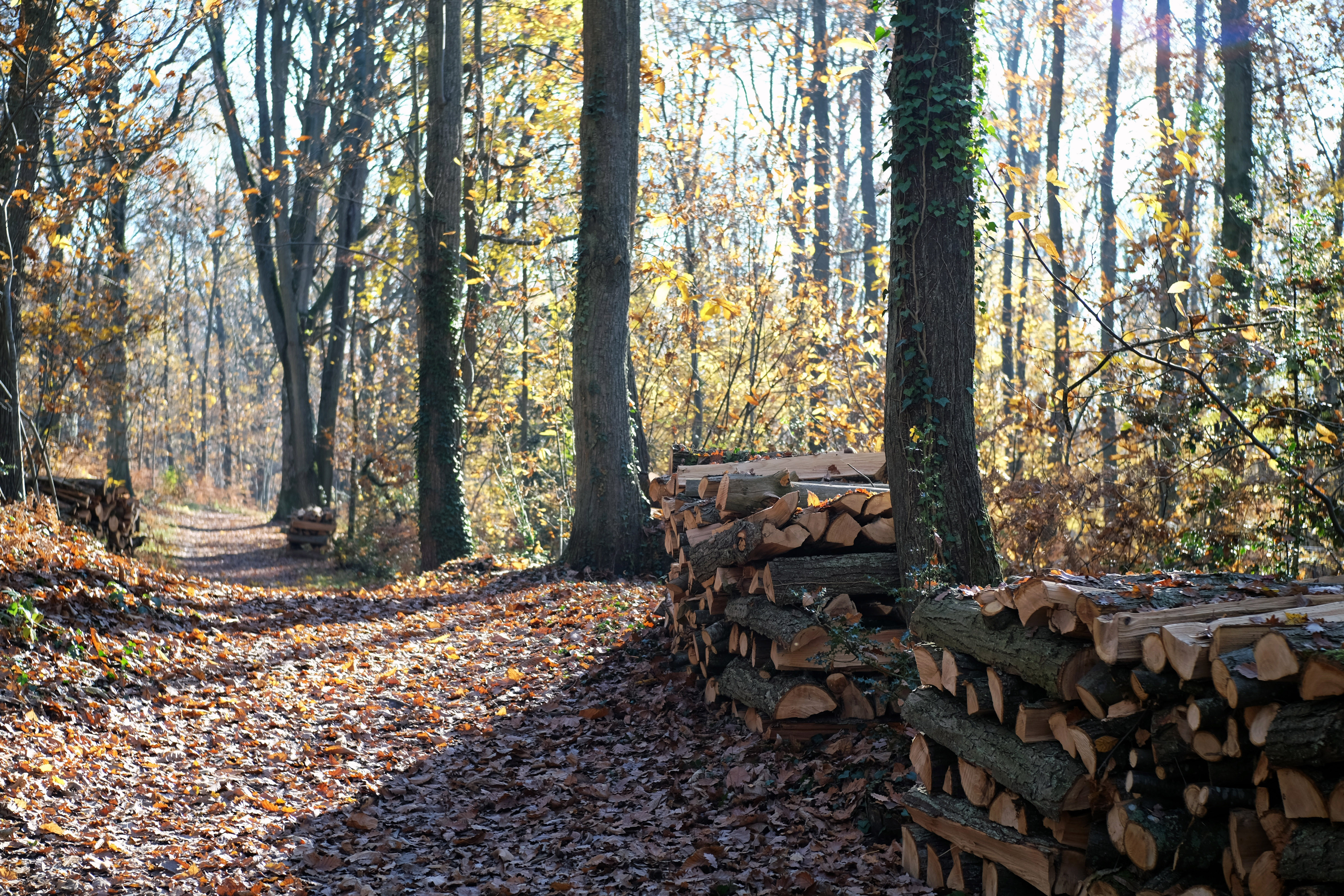 Wallpapers Nature Trees - Forests 