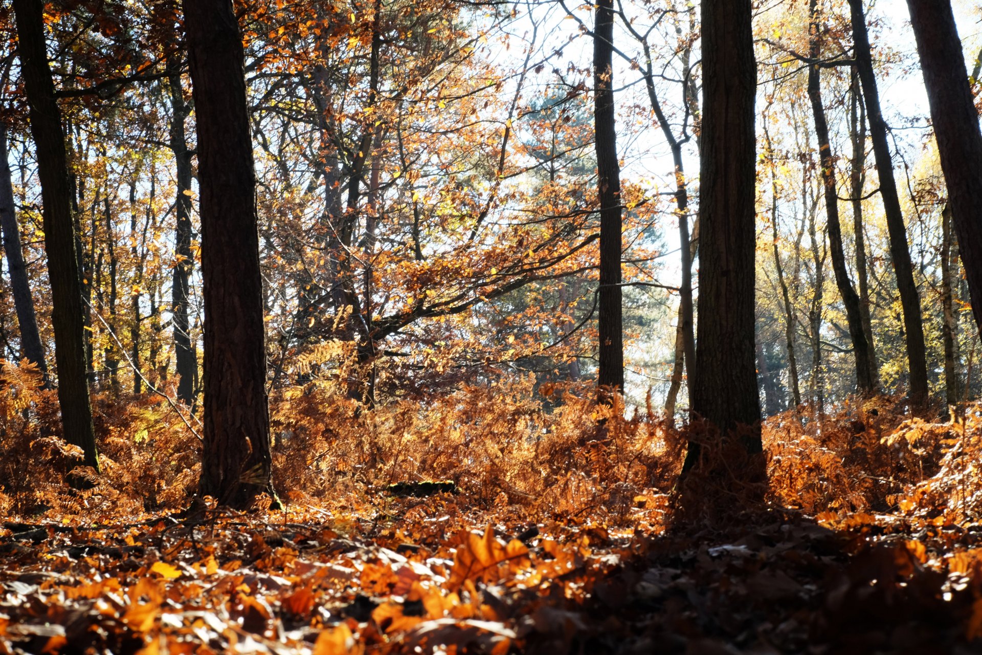 Fonds d'cran Nature Arbres - Forts 