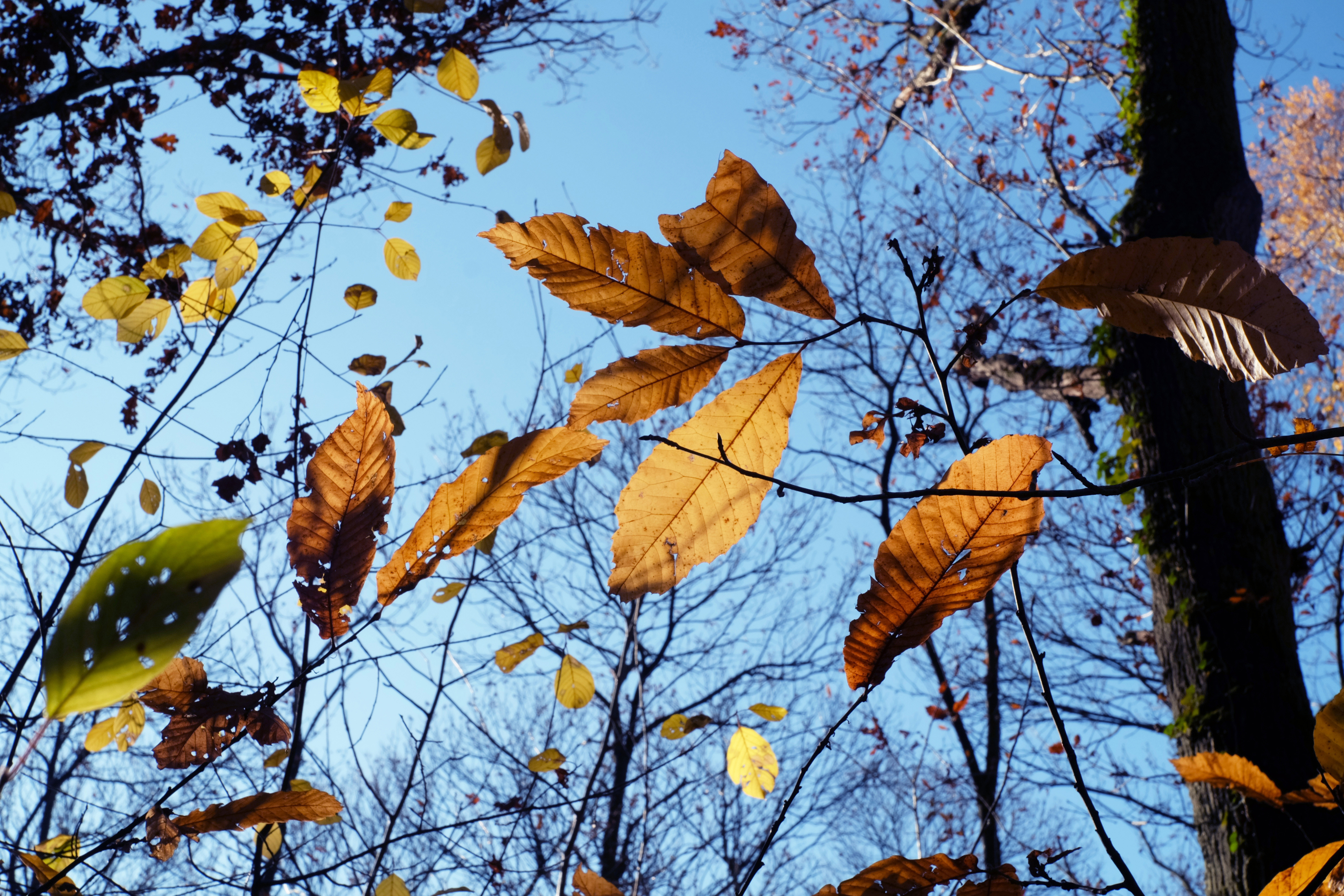 Wallpapers Nature Trees - Forests 