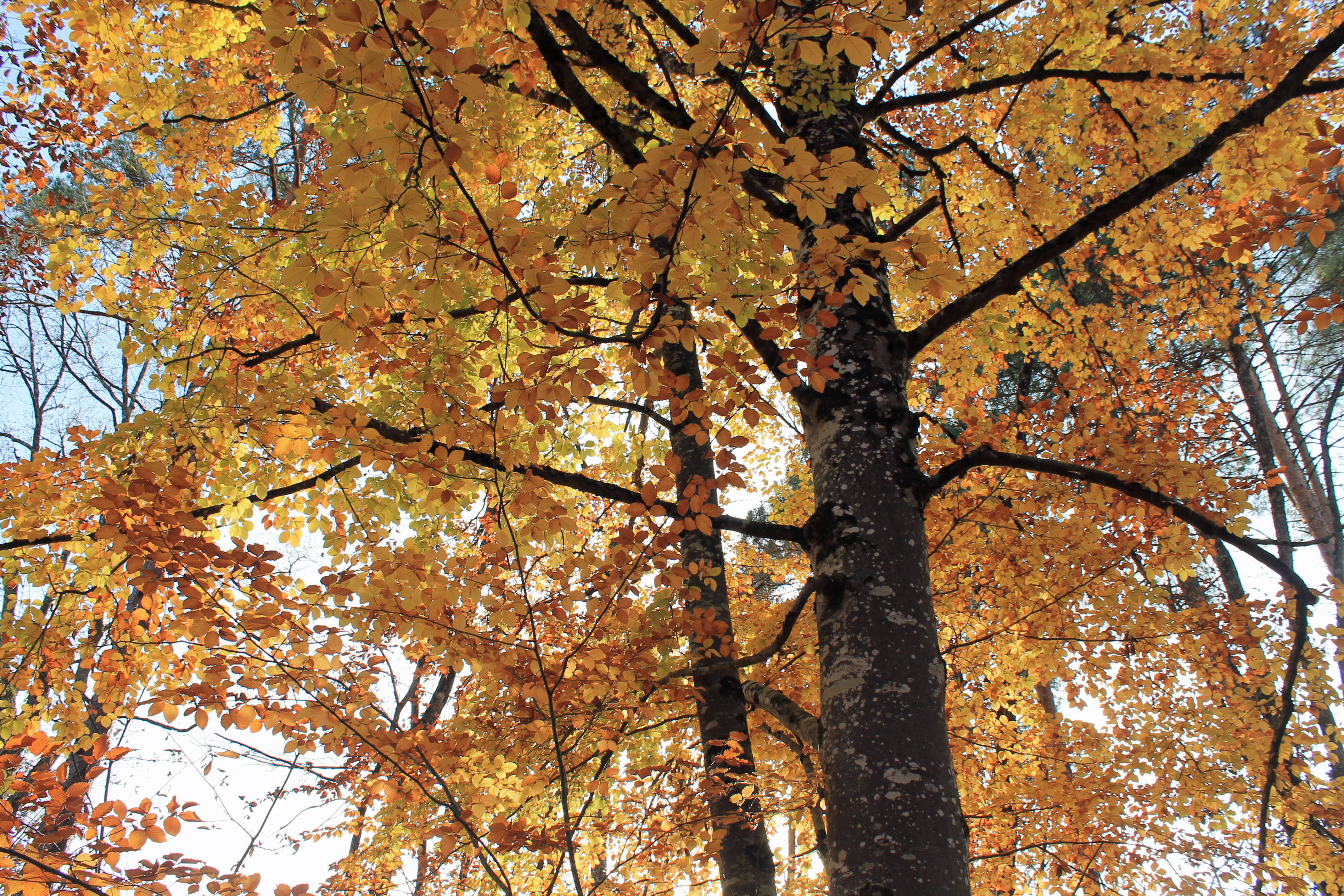 Wallpapers Nature Trees - Forests L'automne