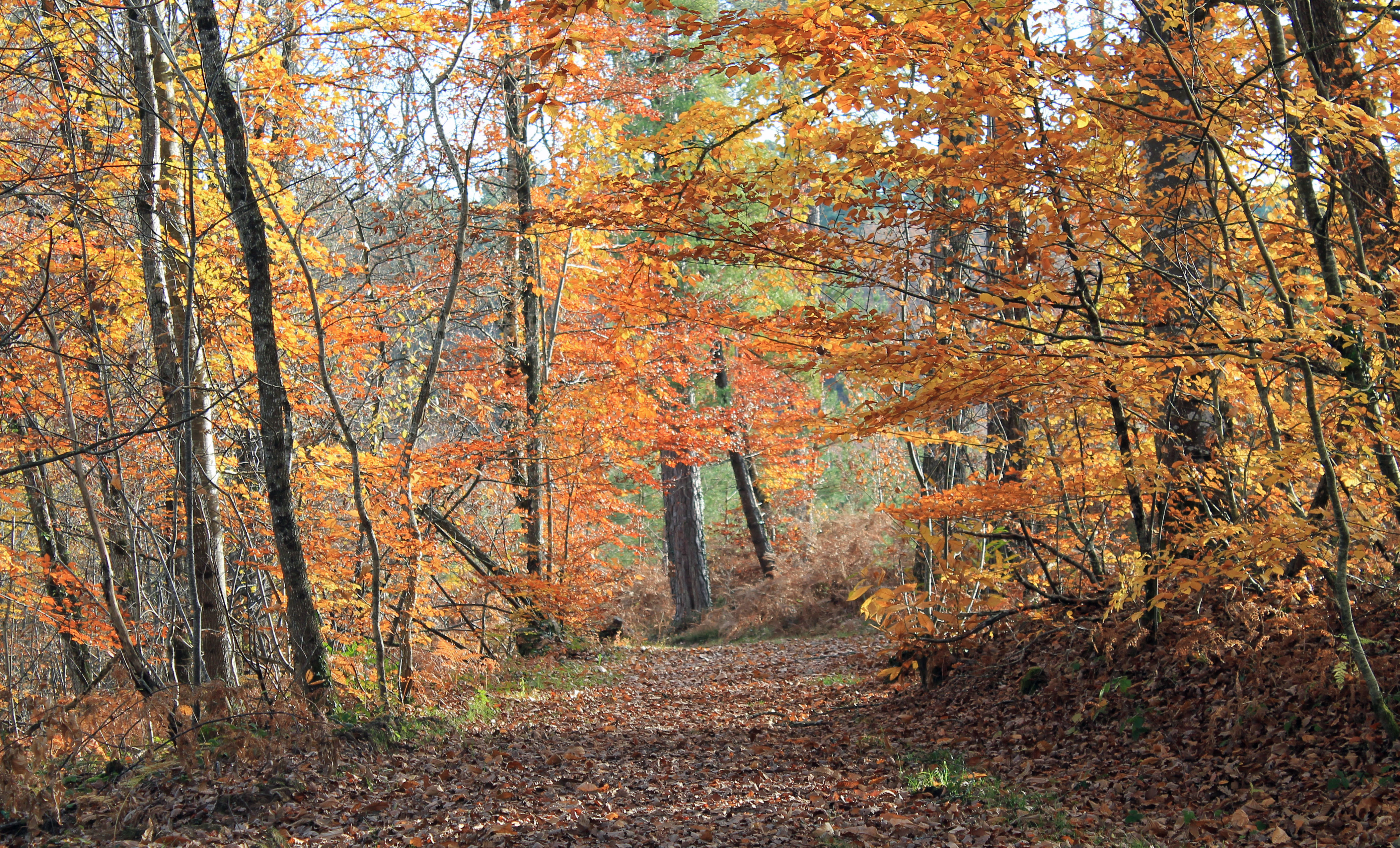 Fonds d'cran Nature Arbres - Forts L'automne