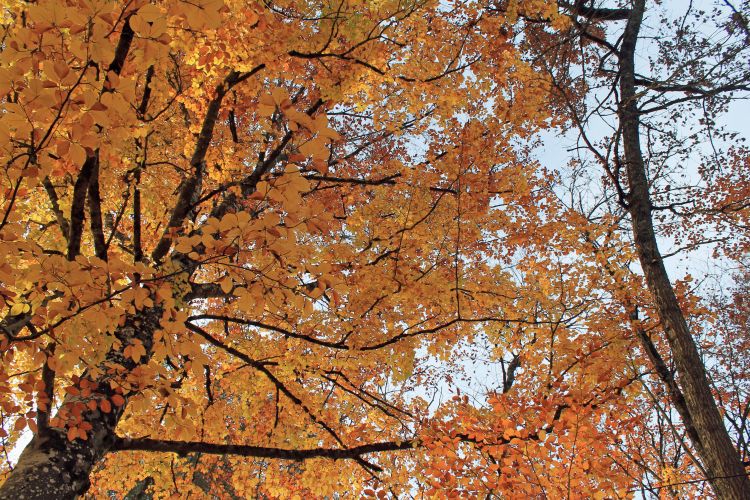 Wallpapers Nature Trees - Forests L'automne