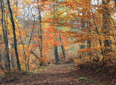  Nature L'automne