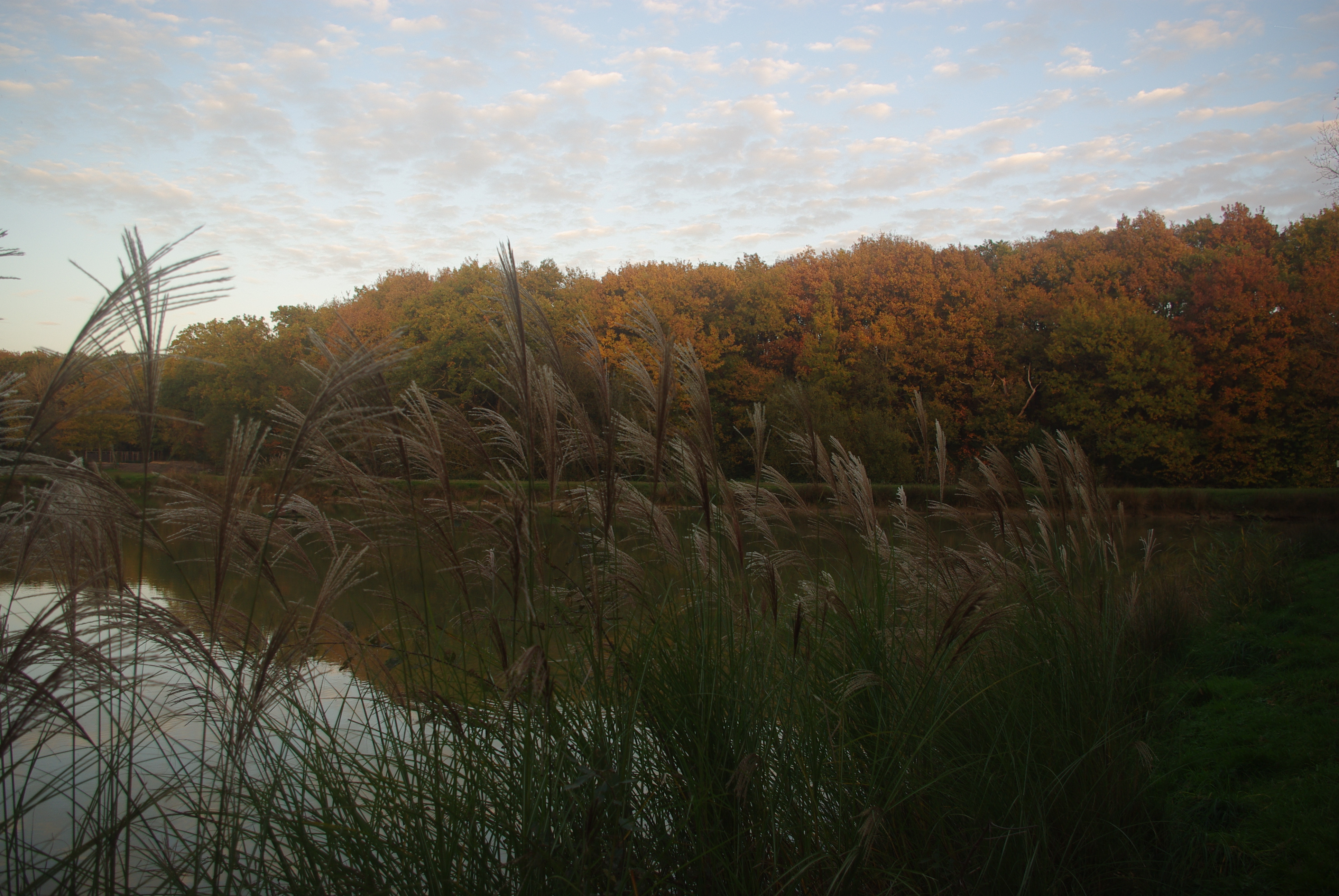 Fonds d'cran Nature Arbres - Forts 