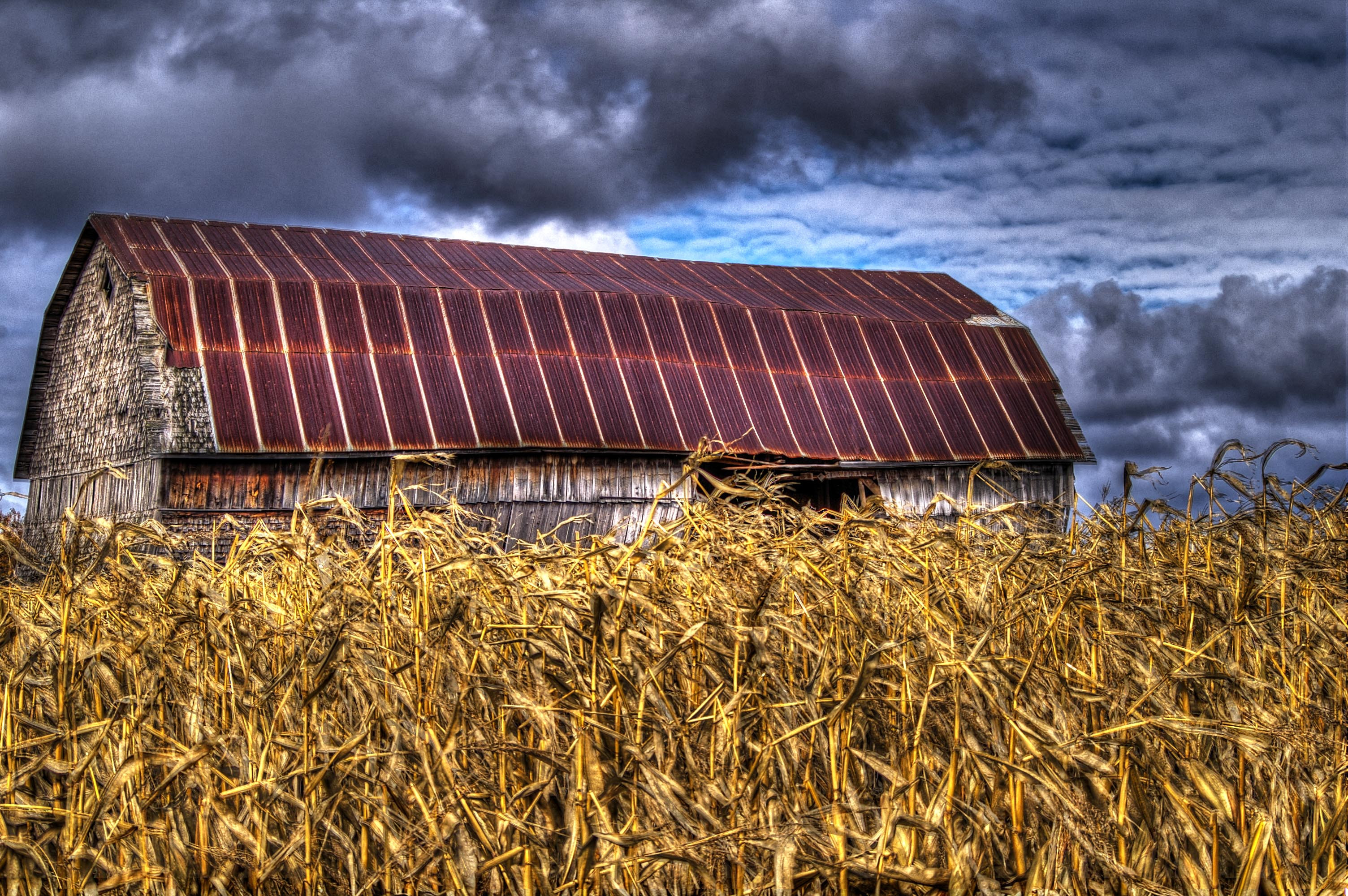 Fonds d'cran Nature Champs - Prairies 