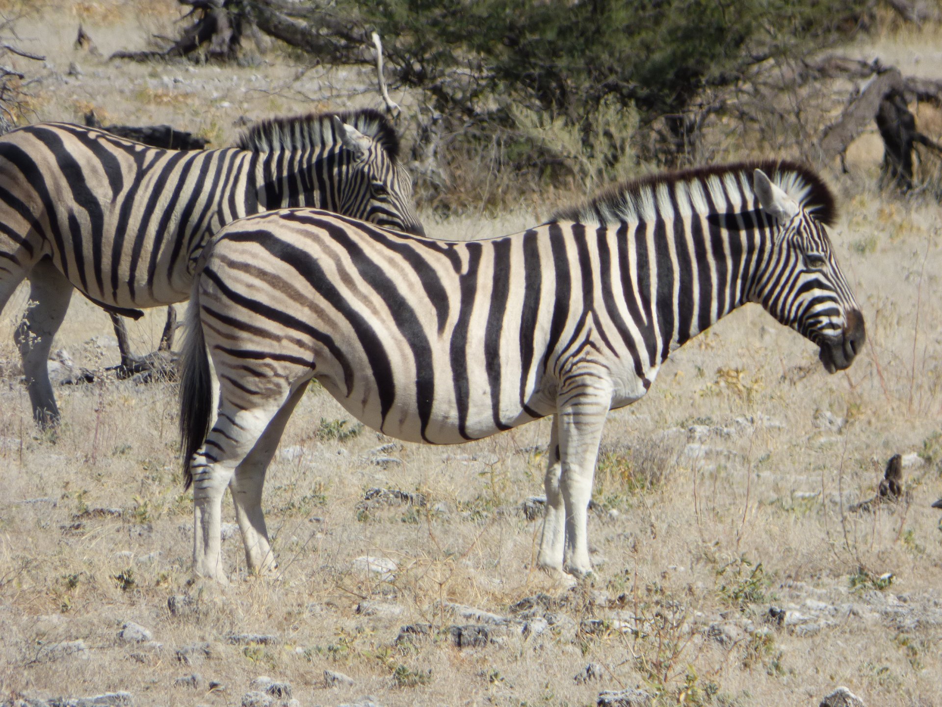 Fonds d'cran Animaux Zbres Zèbre, Namibie, Afrique