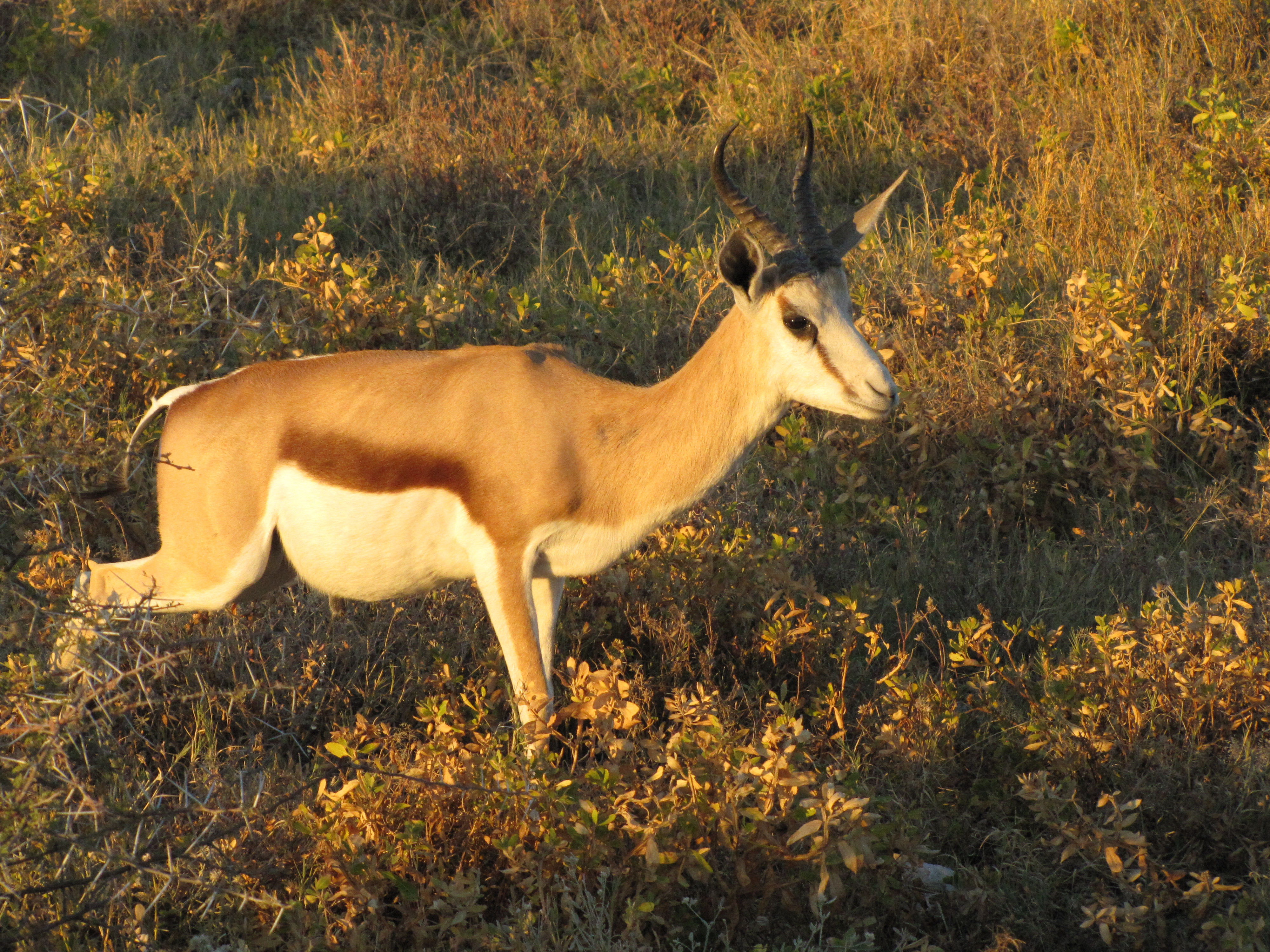 Fonds d'cran Animaux Antilopes Antilope springbox, Namibie, Afrique