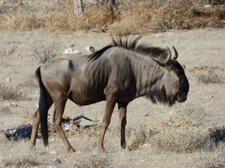 Fonds d'cran Animaux Gnous Gnou, Namibie, Afrique