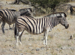  Animaux Zèbre, Namibie, Afrique