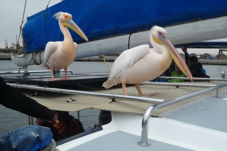 Wallpapers Animals Birds - Pelicans Plicans, Namibie, Afrique