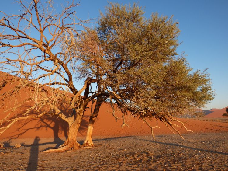 Fonds d'cran Nature Arbres - Forts Arbre, Namibie, Afrique