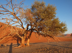  Nature Arbre, Namibie, Afrique