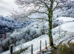  Nature Paysage de neige dans les Pyrnes, Larrau - passerelle d'Holzart par le pont de Namubie