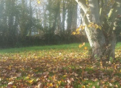  Nature arbre en automne