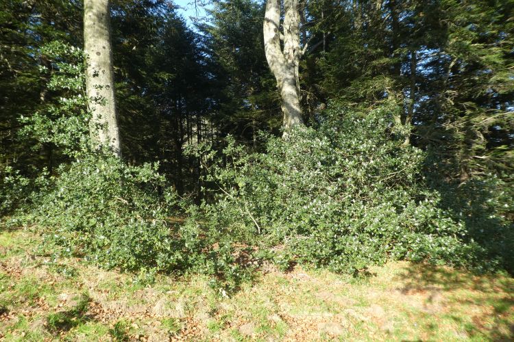 Fonds d'cran Nature Arbres - Forts Arbres, circuit du pic des Escurets par le col de Marie Blanque