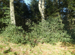  Nature Arbres, circuit du pic des Escurets par le col de Marie Blanque