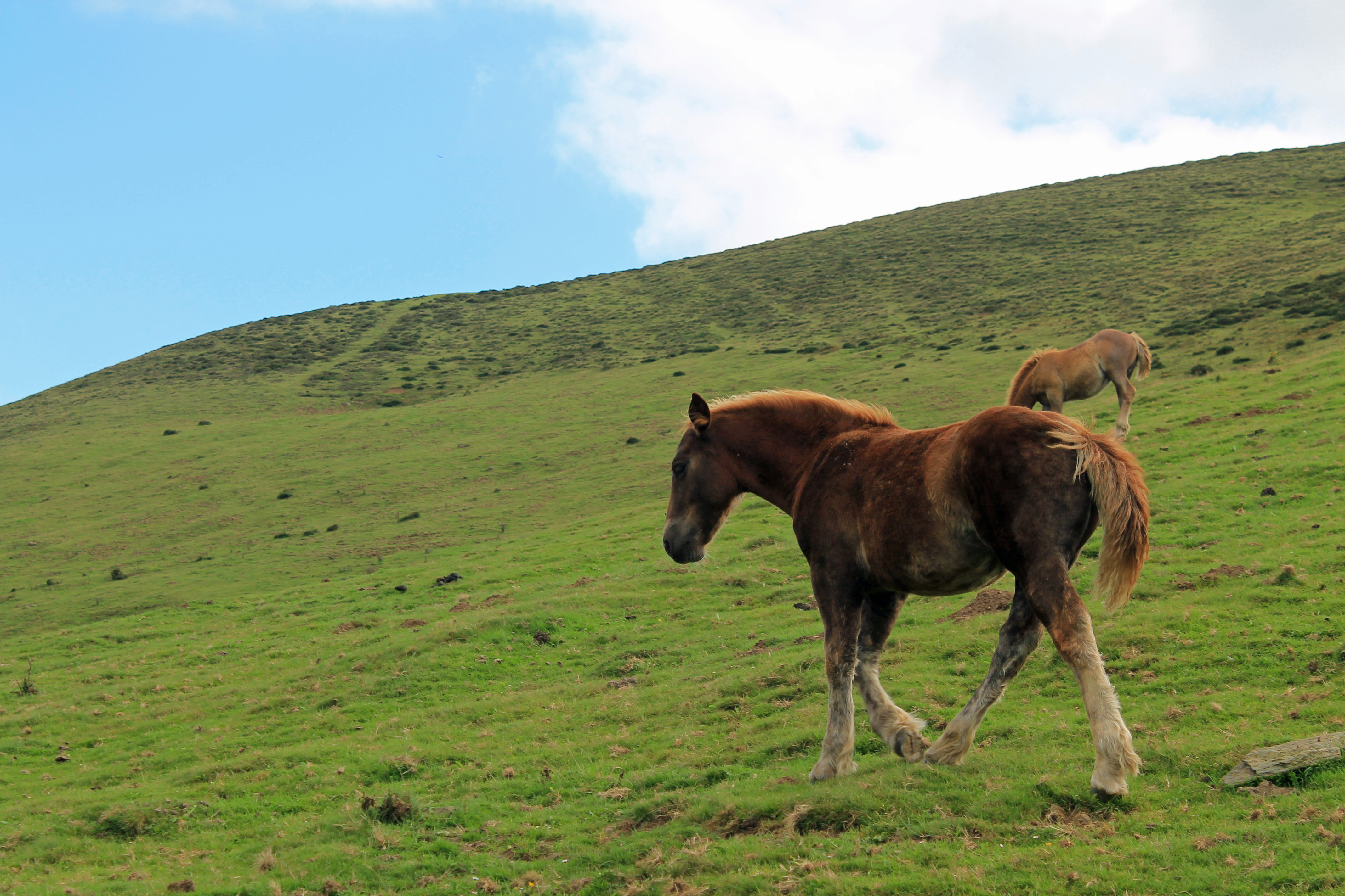 Wallpapers Animals Horses 