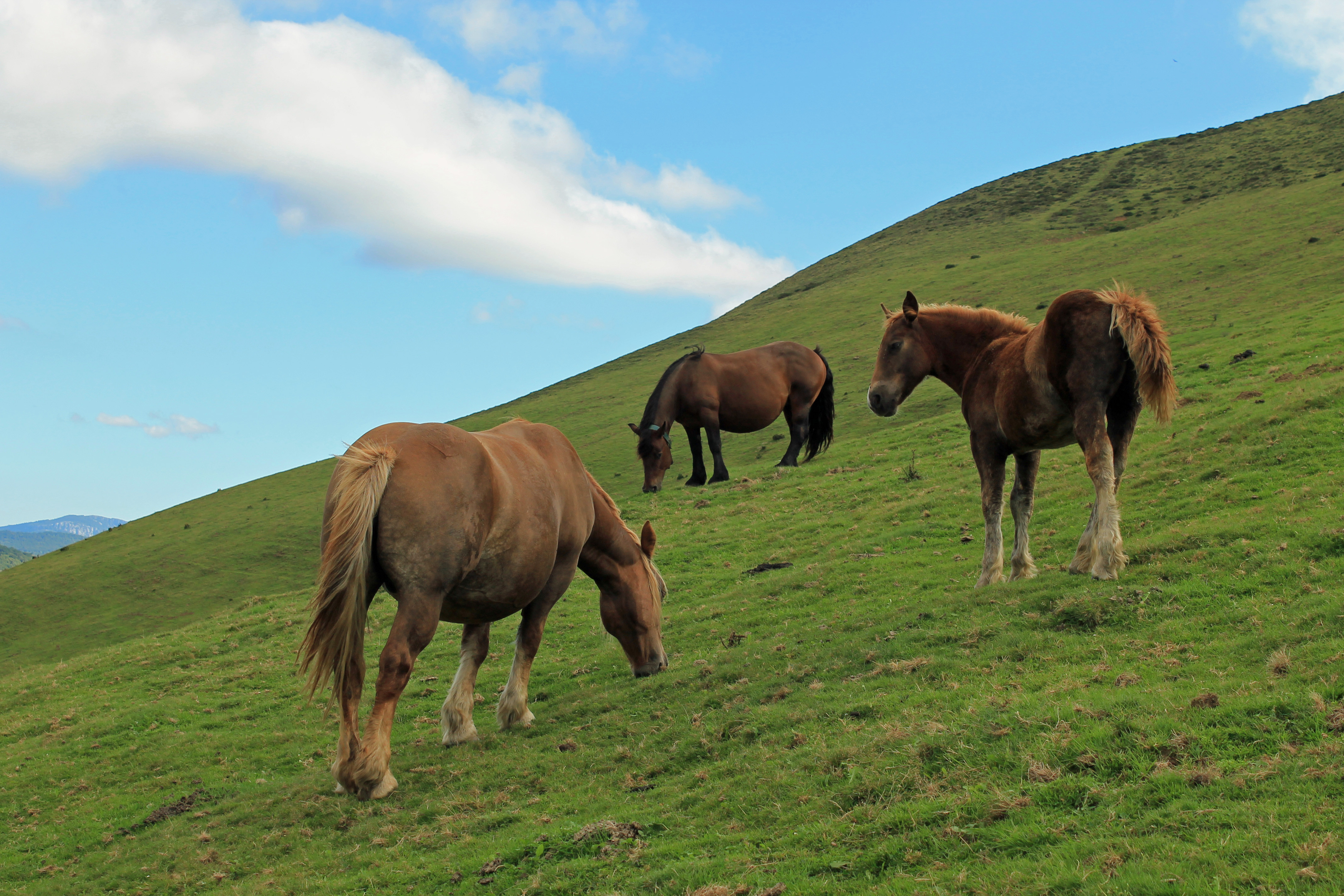 Fonds d'cran Animaux Chevaux 