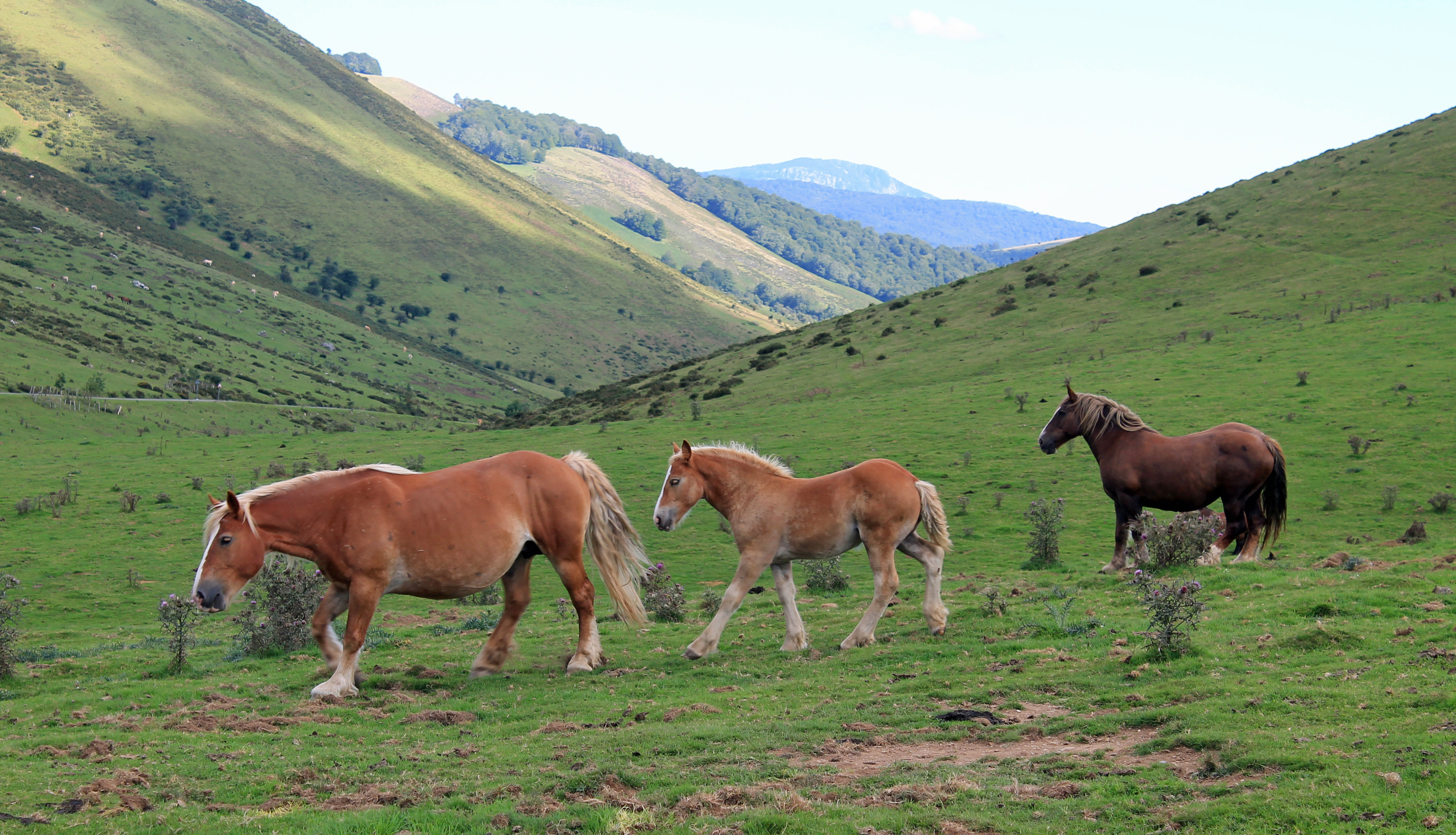 Wallpapers Animals Horses 