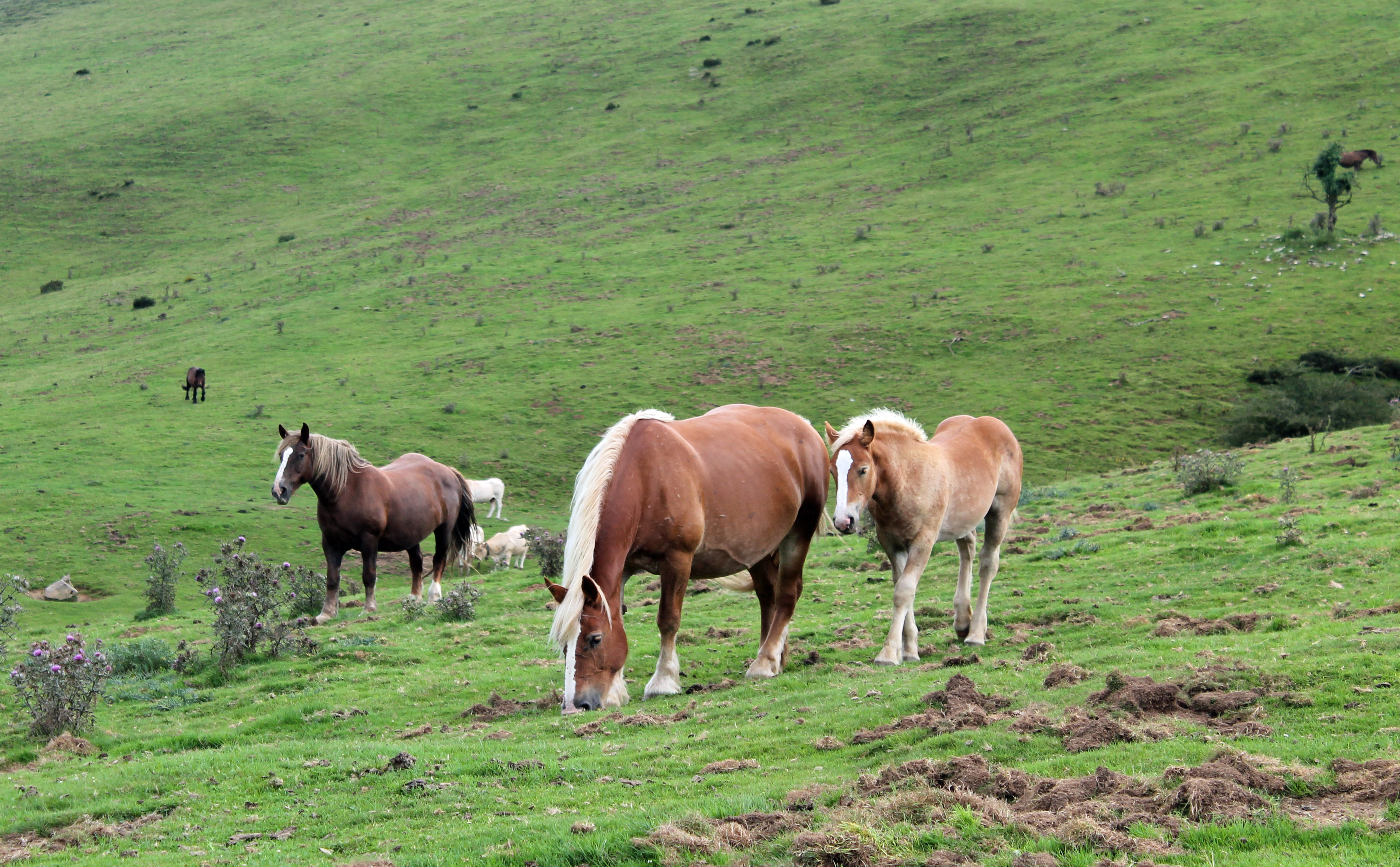 Fonds d'cran Animaux Chevaux 