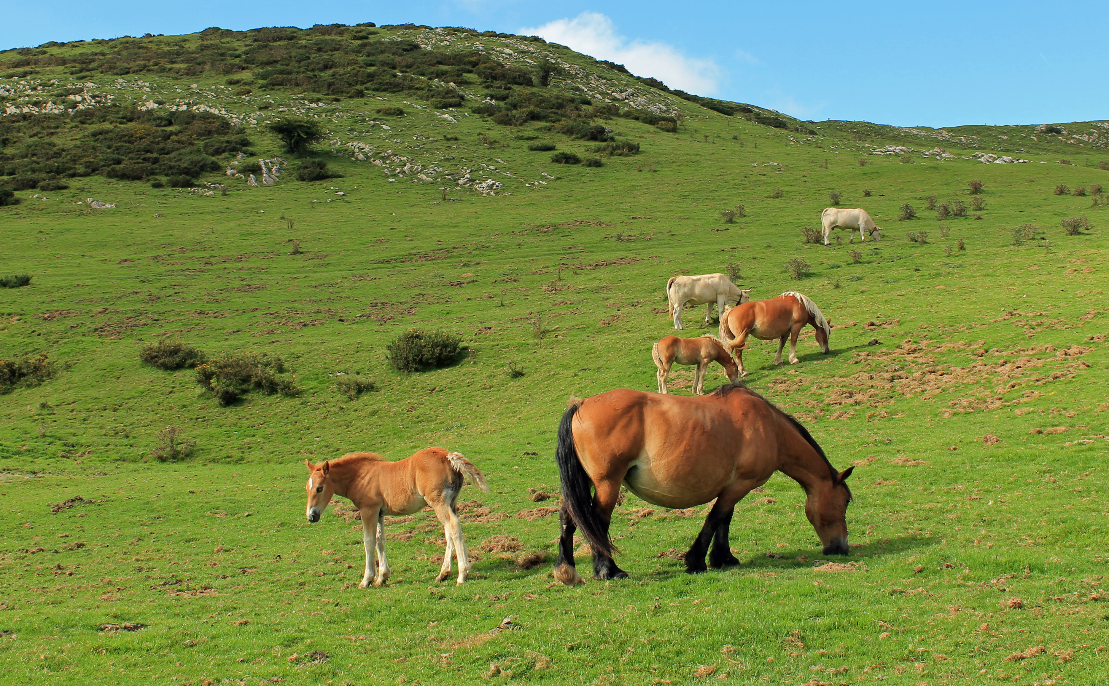 Fonds d'cran Animaux Chevaux 