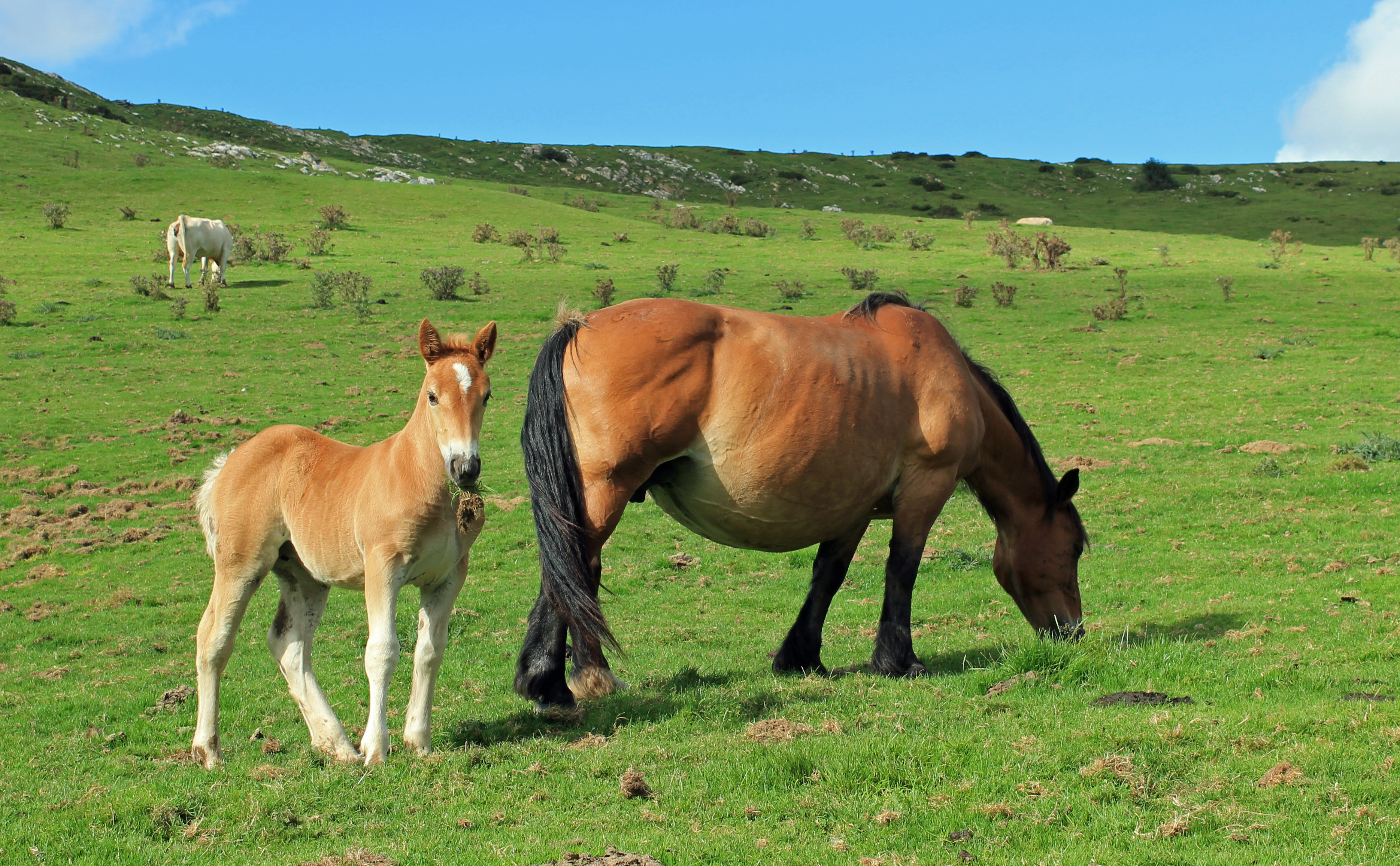 Fonds d'cran Animaux Chevaux 