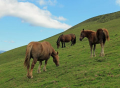  Animaux Image sans titre N456739