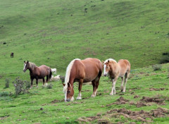  Animaux Image sans titre N456741