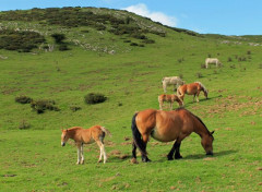  Animaux Image sans titre N456742