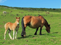  Animaux Image sans titre N456743