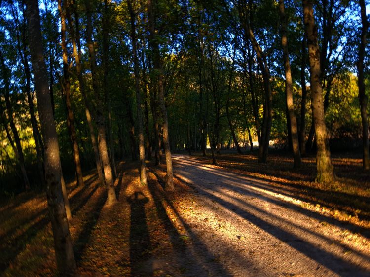 Fonds d'cran Nature Arbres - Forts Ombre