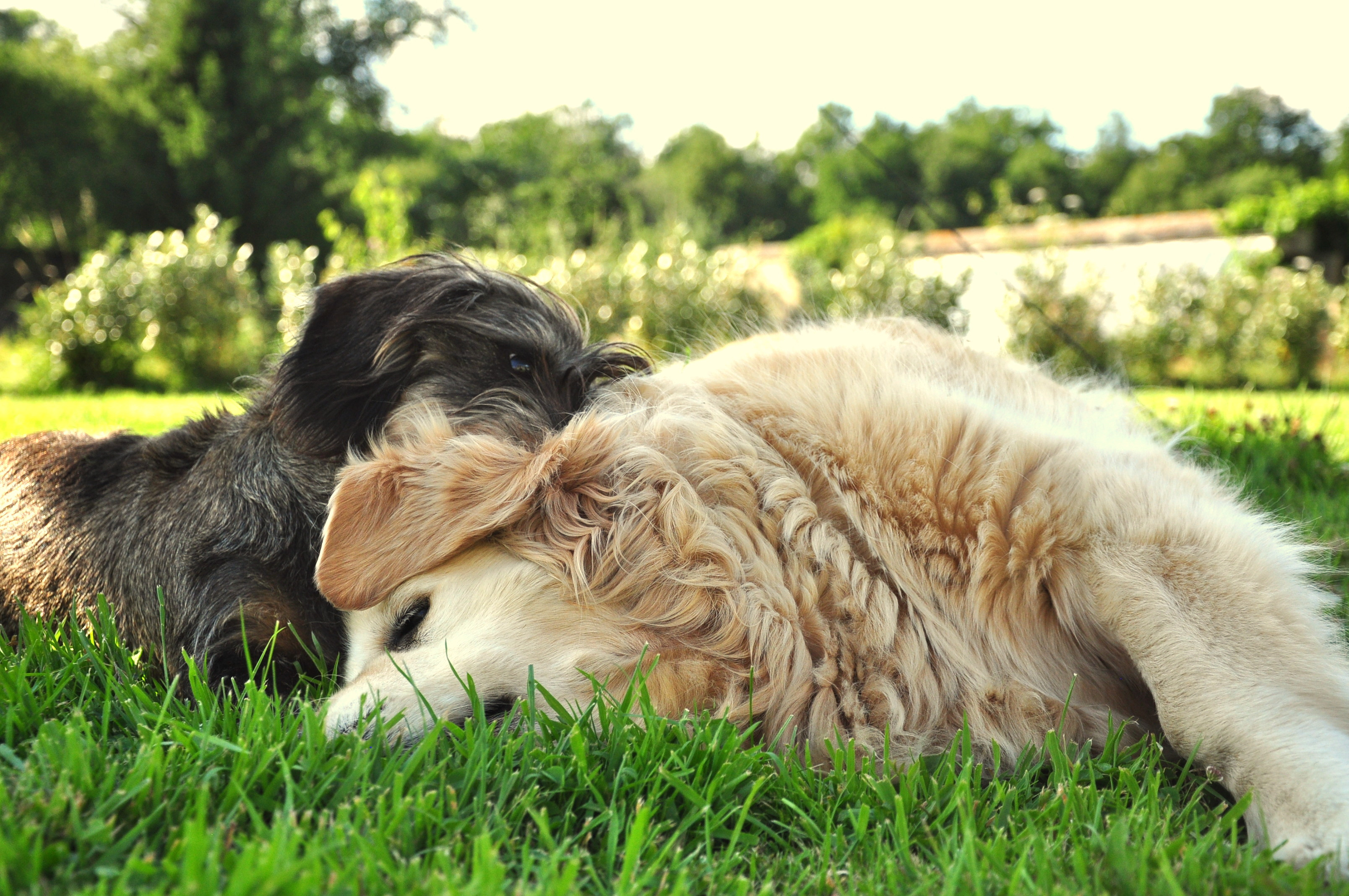 Fonds d'cran Animaux Chiens Chipie et Maya