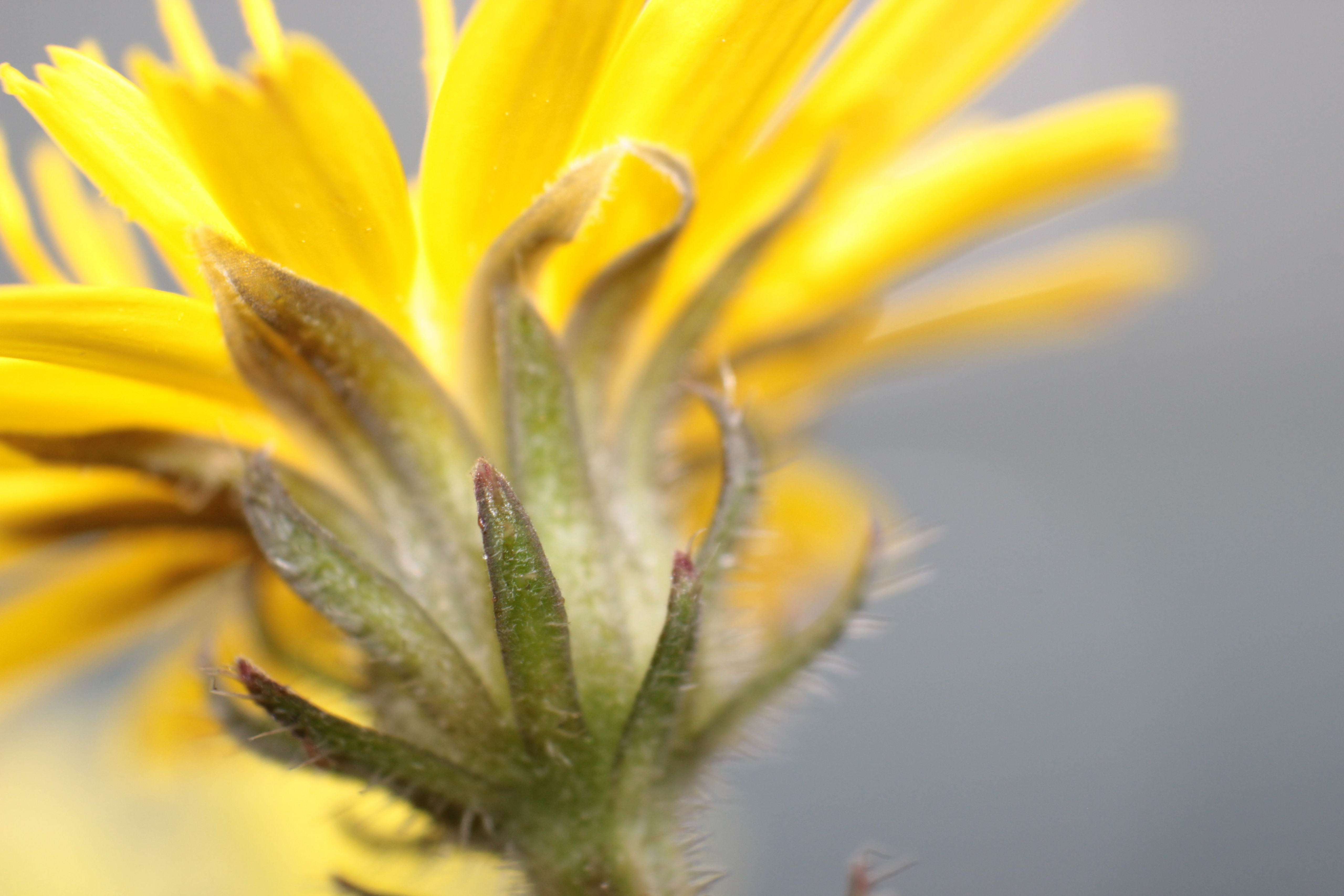 Fonds d'cran Nature Fleurs 