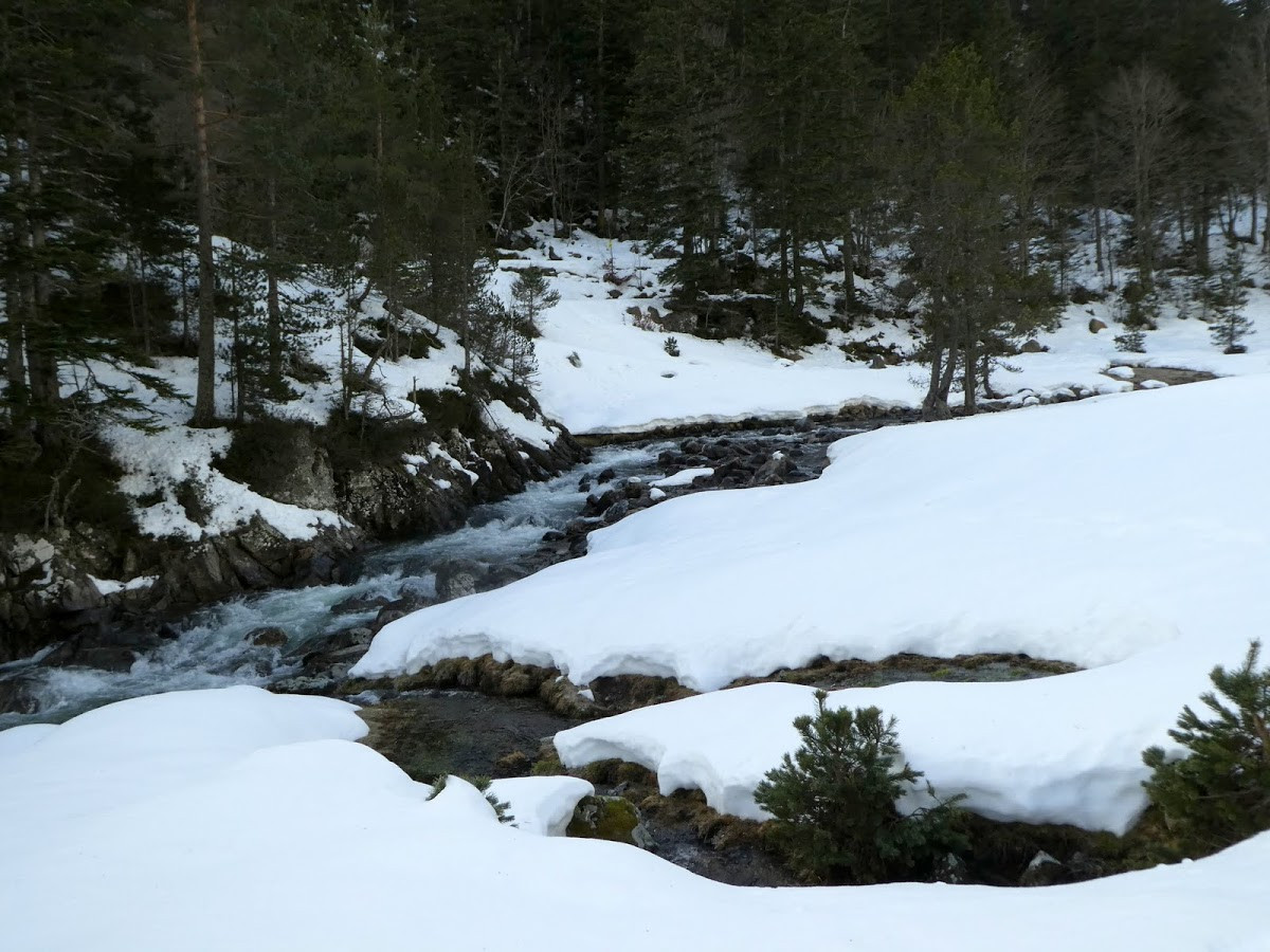 Fonds d'cran Nature Fleuves - Rivires - Torrents Rivire du ct de Pont d'Espagne, Cauterets, Marcadau, hautes-Pyrnes